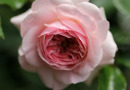 Here Is A Beginner's Guide To Growing Exquisite Hybrid Tea Roses In Your Garden Featured Gardening Blog Image